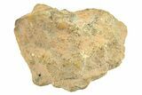 Polished Howardite Meteorite Section ( g) - Bechar #286926-1